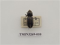 藏品(小黑豔蟲)的圖片